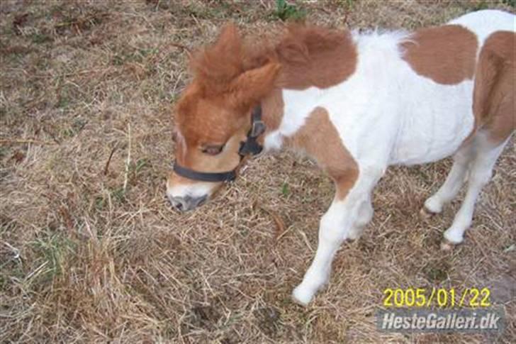 Shetlænder Molly billede 11