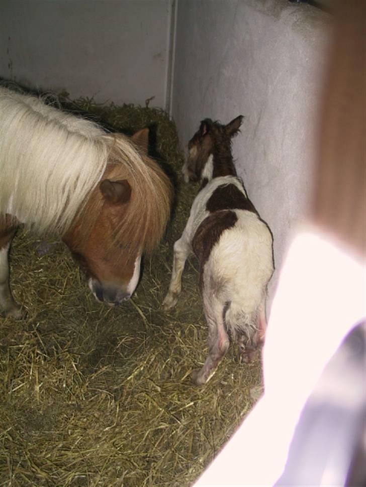 Shetlænder Molly billede 12