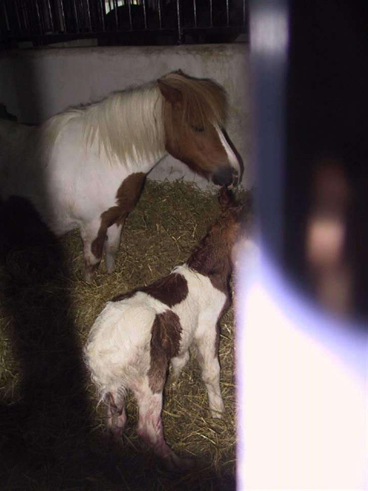 Shetlænder Molly billede 13