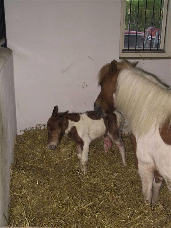 Shetlænder Molly billede 14