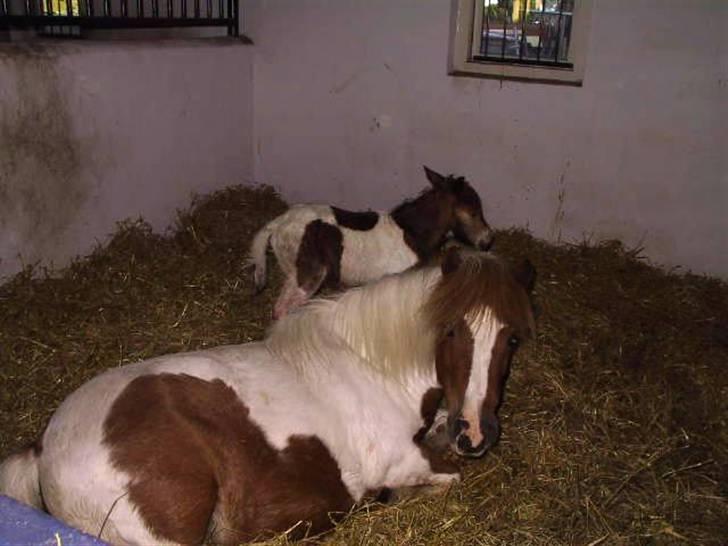 Shetlænder Molly billede 15