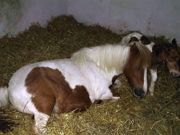 Shetlænder Molly billede 16