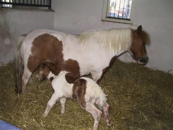 Shetlænder Molly billede 17