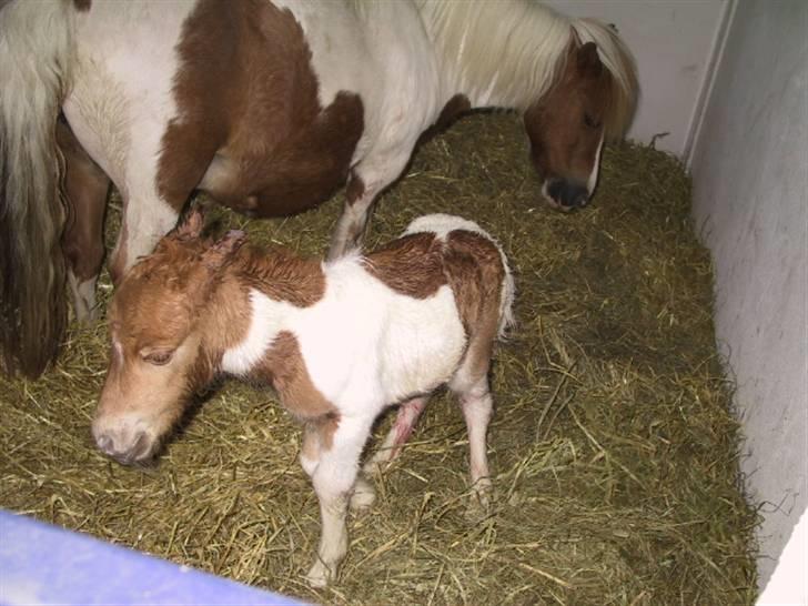 Shetlænder Molly billede 18