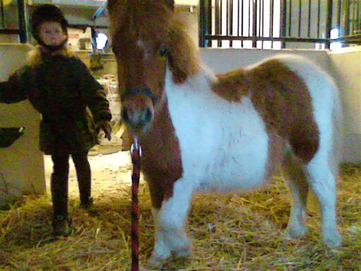 Shetlænder Molly billede 19