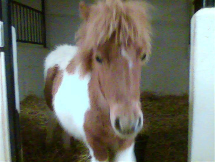 Shetlænder Molly billede 20