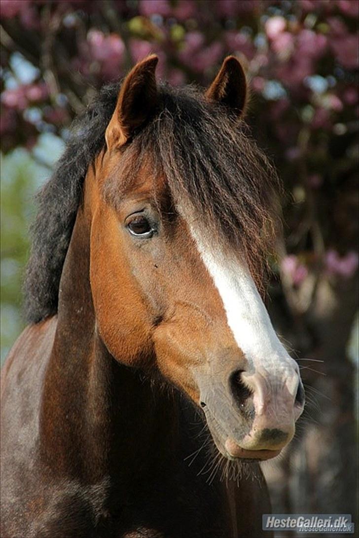 Welsh Pony af Cob-type (sec C) Rhoswen Gideon B-pony -  Laura Bogut© billede 13