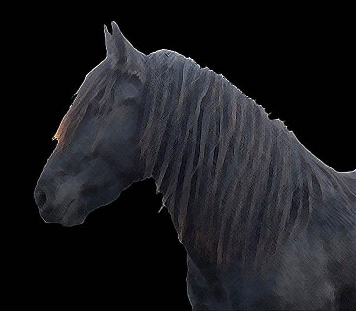 Anden særlig race Amaya #SOLGT# billede 7