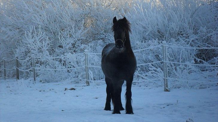 Anden særlig race Amaya #SOLGT# - 22 dec. 2010 billede 8