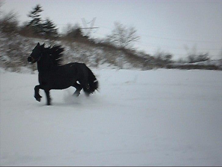 Anden særlig race Amaya #SOLGT# - Hun elsker sne..  nov. 2010 billede 9