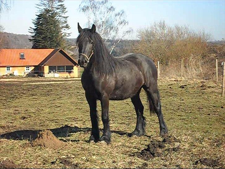 Anden særlig race Amaya #SOLGT# - marts 2011 billede 10