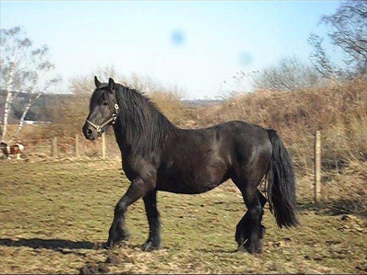 Anden særlig race Amaya #SOLGT# - marst 2011 billede 11