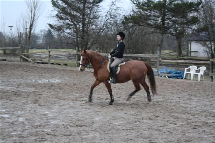 Frederiksborg Stella *RIP* :'( billede 10