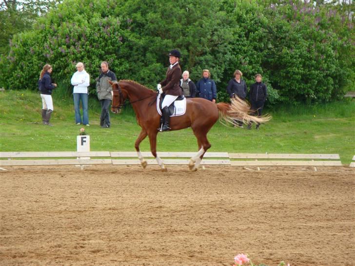 Dansk Varmblod Kielsgaardens Komtesse billede 6