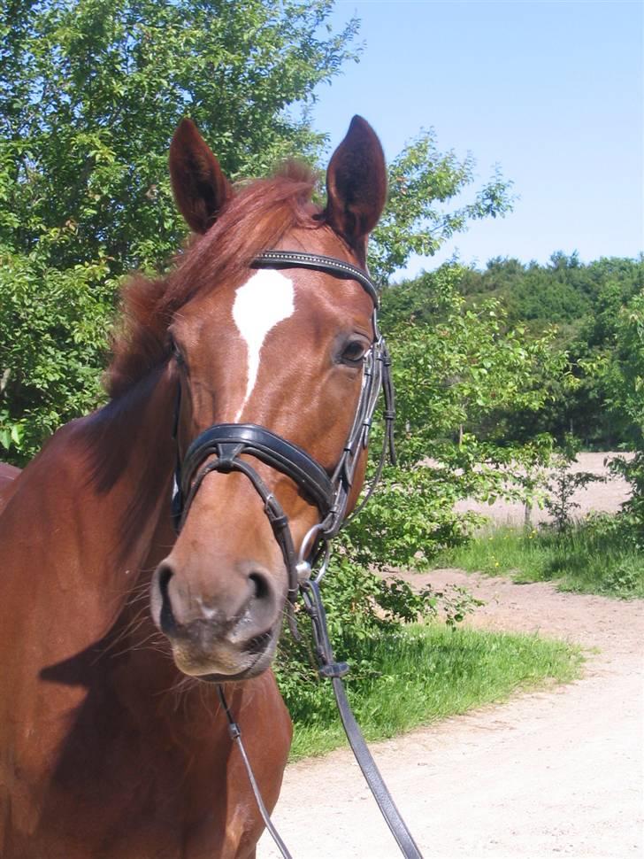 Dansk Varmblod Kielsgaardens Komtesse billede 7