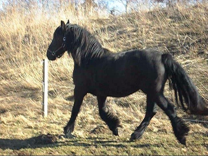 Anden særlig race Amaya #SOLGT# - Marts 2011 billede 12