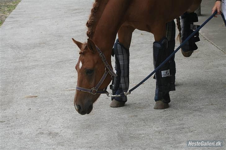 Anden særlig race Centrum solgt - LB2 - 2.plads - 73,08% :D billede 7