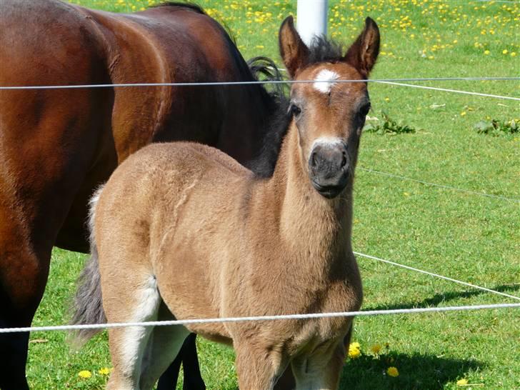 New Forest CK Chanell billede 15