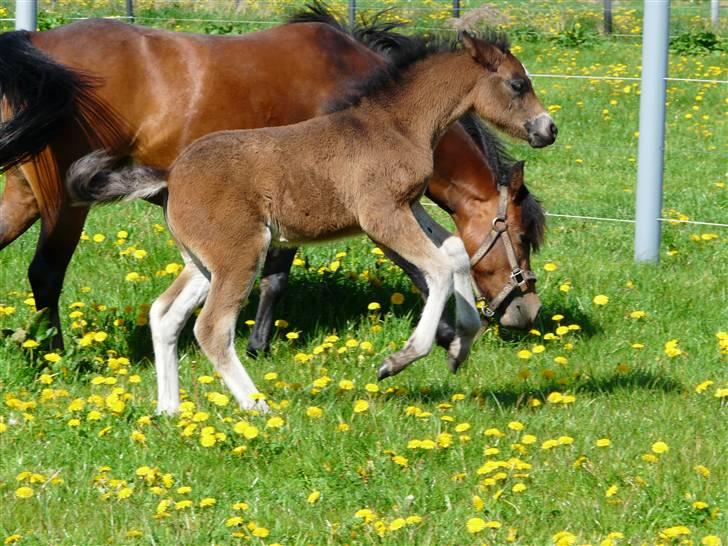 New Forest CK Chanell billede 16