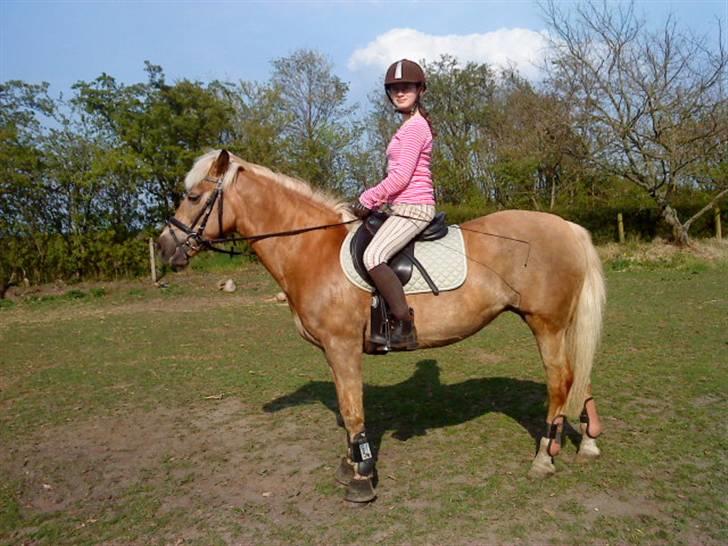 Tyroler Haflinger Anita <3 - Elsker dig muuuuusen ! :D billede 12