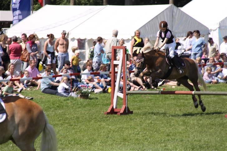 Tyroler Haflinger Anita <3 - Aabenraa dyrskue . Foto: Pernille Schultz billede 13