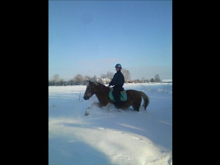 Tyroler Haflinger Anita <3 - Vi skal huske at løfte fødderne i den dybe sne!xD Fotograf: Kusinen!:* billede 14