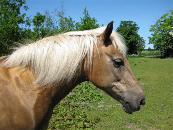Tyroler Haflinger Anita <3 - Musens smukke hoved billede 15