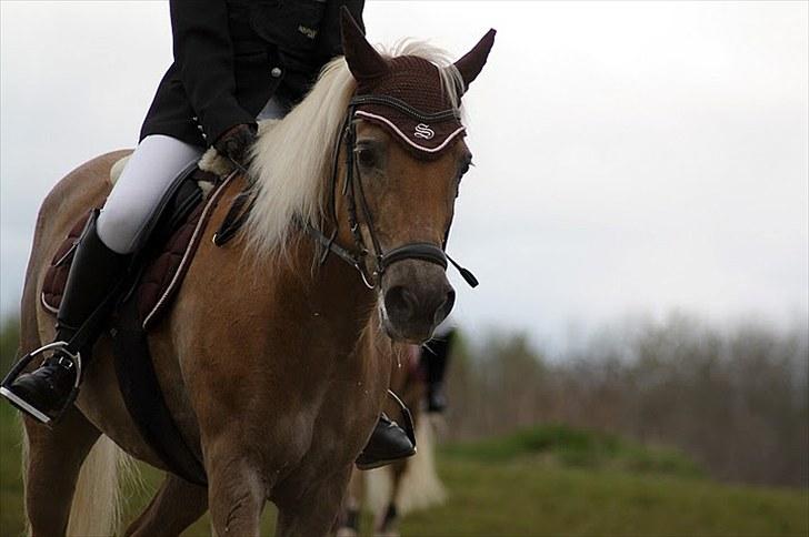 Tyroler Haflinger Anita <3 - Anita og jeg boor 13/05.10 billede 16