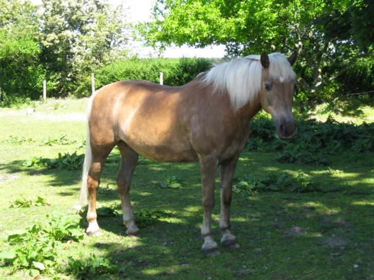 Tyroler Haflinger Anita <3 - Anita på fold sommer 09 billede 17