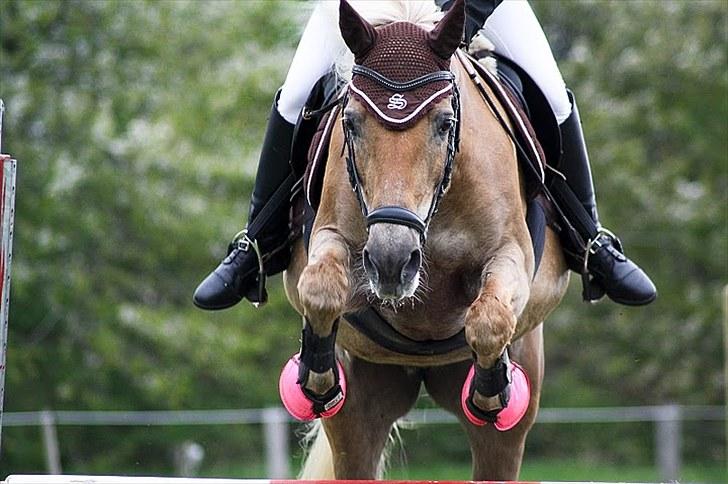 Tyroler Haflinger Anita <3 - Springstævne BOOR 13/05.10 billede 18