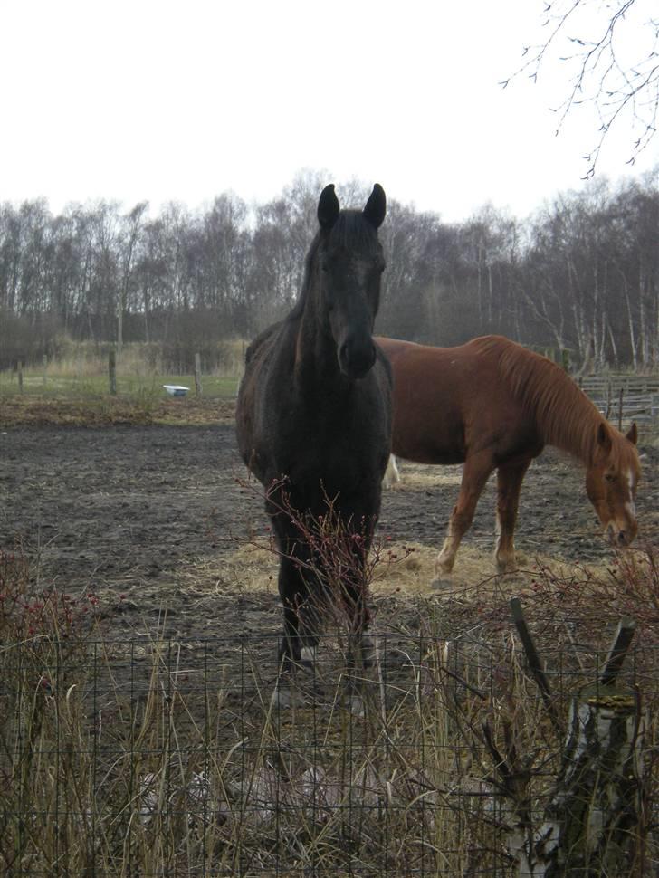 Oldenborg Teglgårdens Fernando billede 9