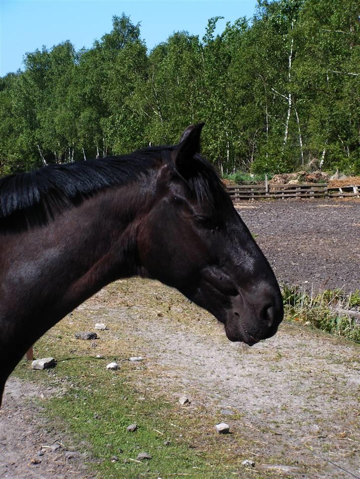 Oldenborg Teglgårdens Fernando billede 12