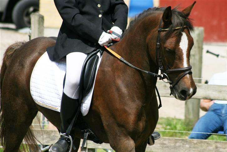 Anden særlig race Prinsegaardens Cismo. - Første stævne på dig prins, vi fandt 2,pladsen! ^^Cismo du var elsket!,Savnerdiig!^^ billede 6