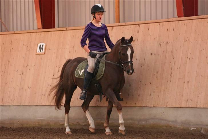 Anden særlig race Prinsegaardens Cismo. - I Ridehuset var du også den klareste Stjerne! ^^Cismo du var elsket!,Savnerdiig!^^ billede 8