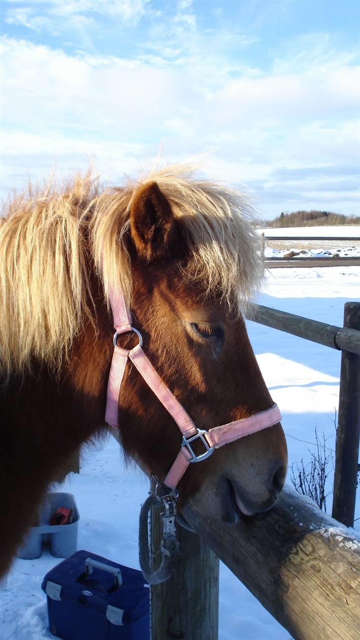 Islænder Tritla billede 15