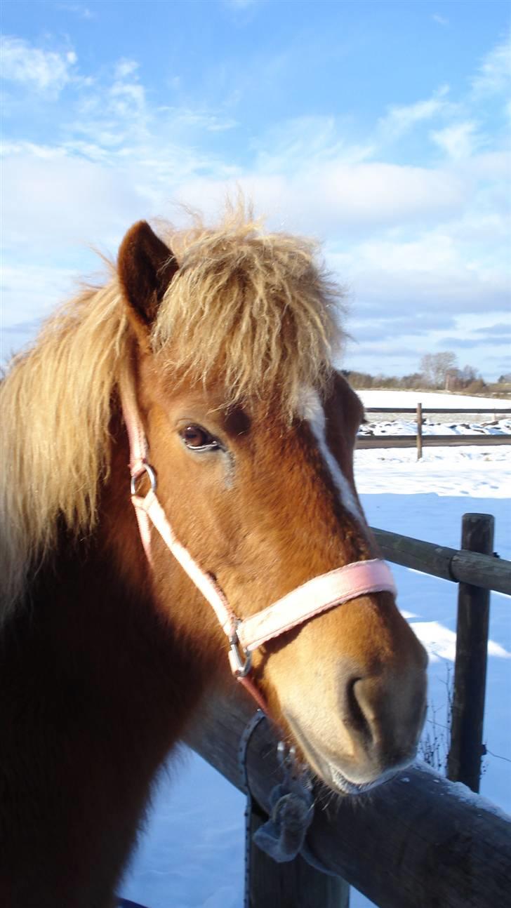 Islænder Tritla billede 16