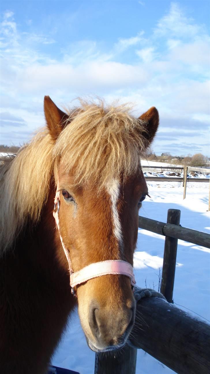 Islænder Tritla billede 17