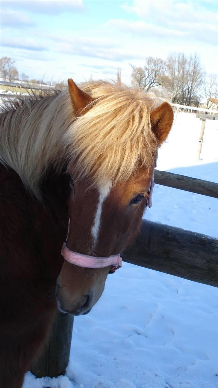 Islænder Tritla billede 18