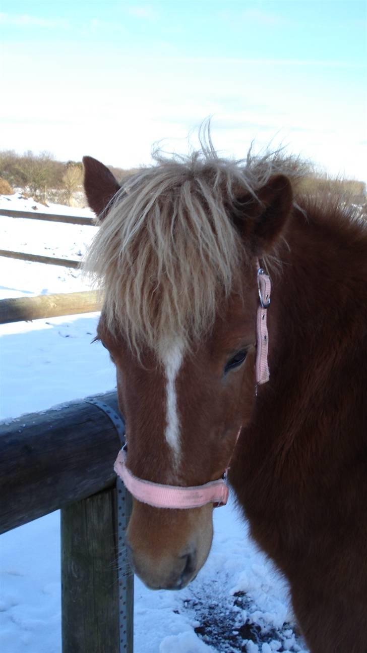 Islænder Tritla billede 19
