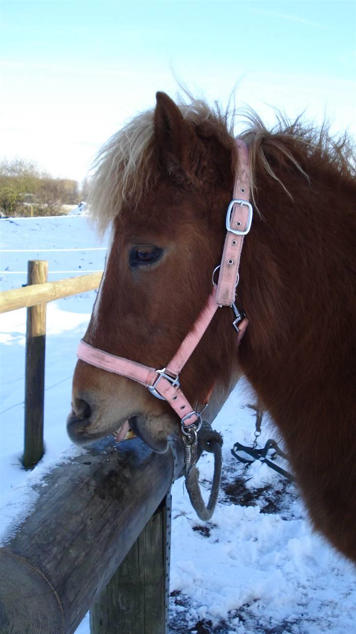 Islænder Tritla billede 20