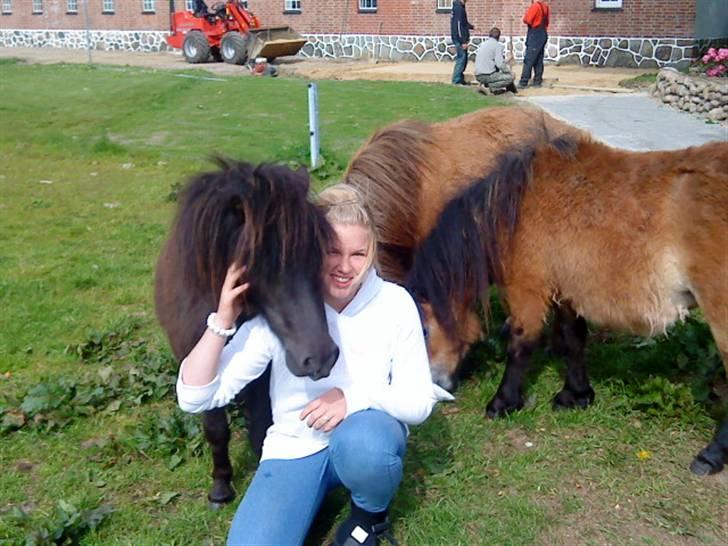 Shetlænder isabella - mig&isabellaEVER<3 billede 10