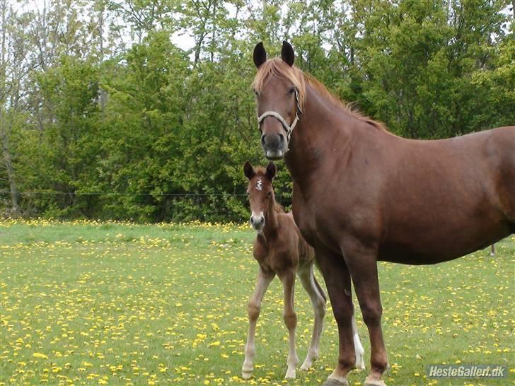 Frederiksborg Flore'll - Sammen med hendes føl 09 billede 10