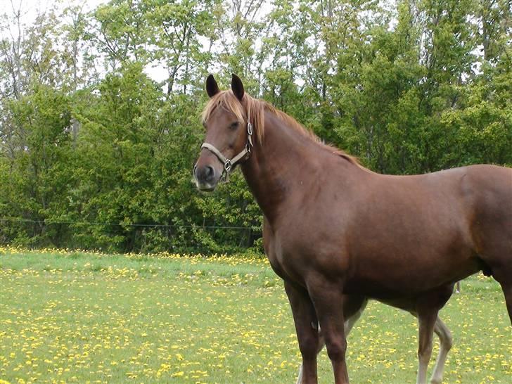 Frederiksborg Flore'll billede 11