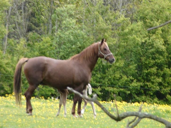 Frederiksborg Flore'll billede 12