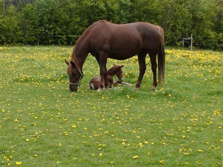 Frederiksborg Flore'll billede 13