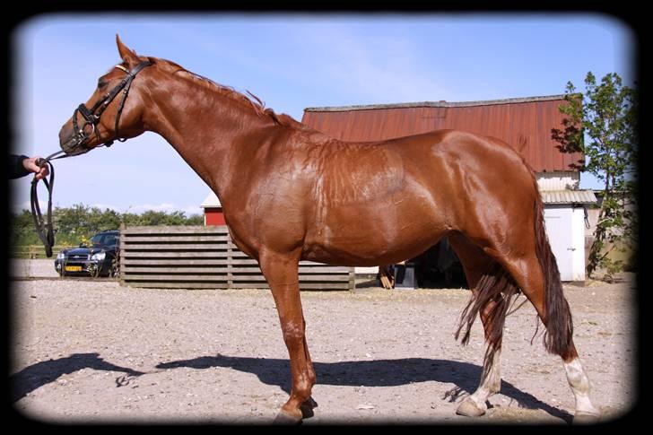 Tysk Sportspony Celette  - Opstilling efter træning 2009 billede 16