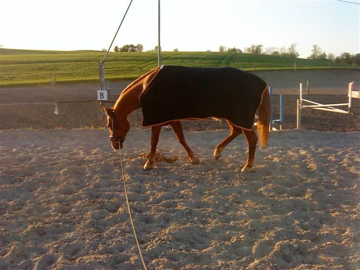 Frederiksborg Atlantis - Longe billede 12