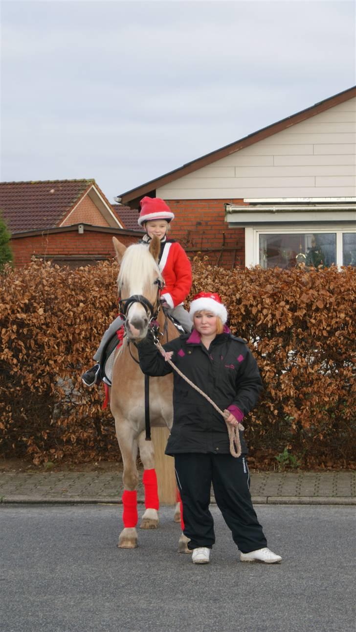 Haflinger Mirabell - Leger fotomodel :b billede 9