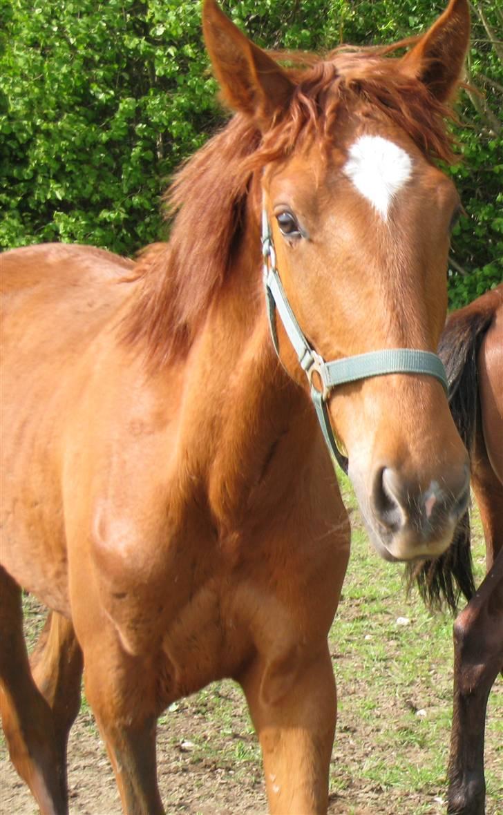 Lusitano Don Cavalo - forår 2009 billede 13