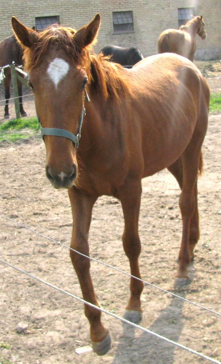 Lusitano Don Cavalo - forår 2009 billede 15